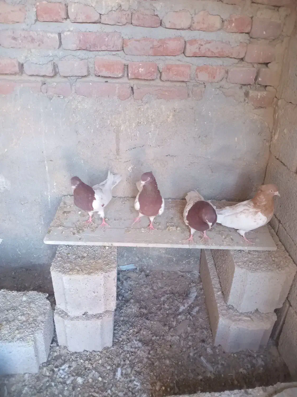 کبوتر کله ای|پرنده|گوگان, |دیوار