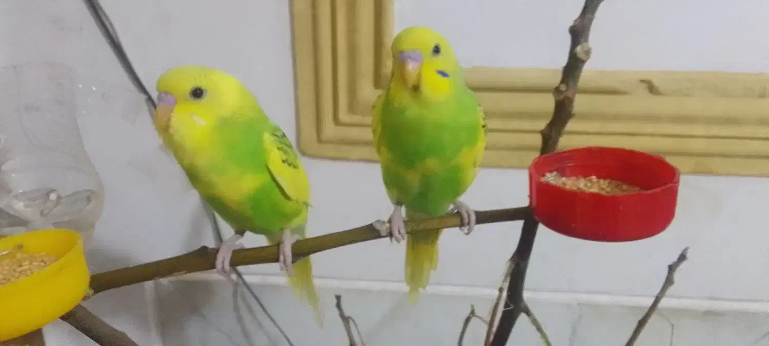 مرغ‌عشق‌|پرنده|کرمان, |دیوار