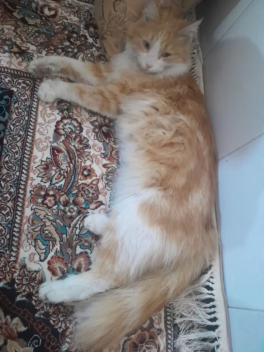 گربه|گربه|مشهد, طلاب|دیوار