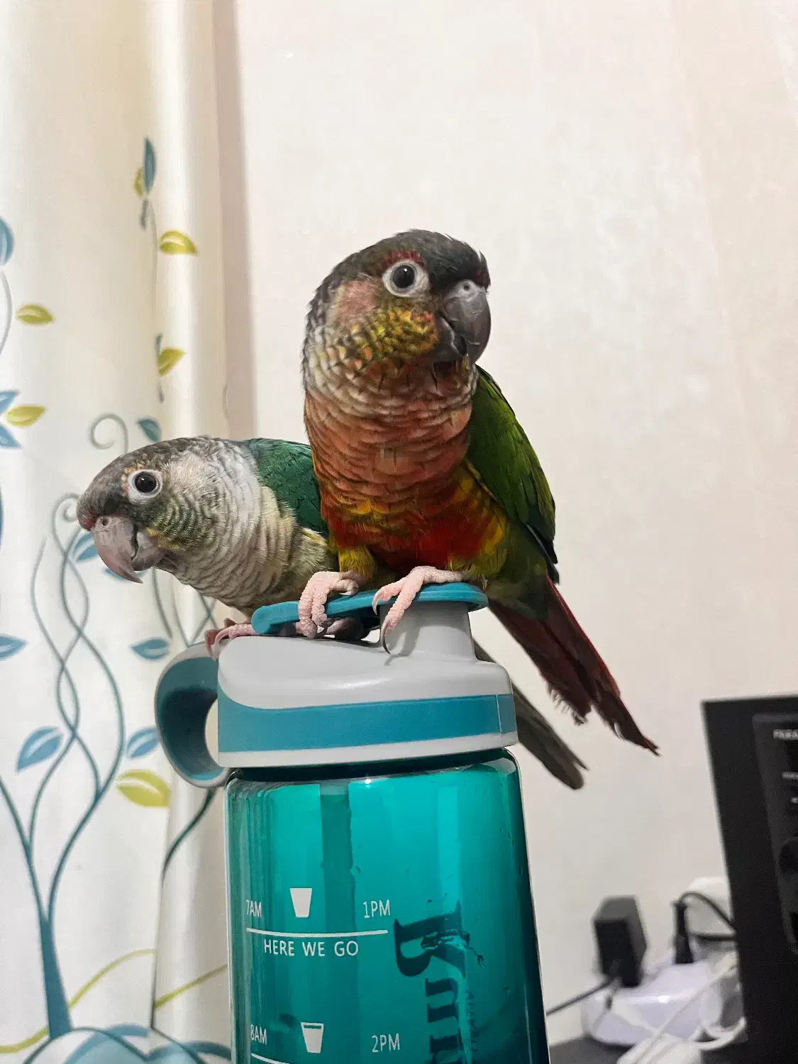 یک جفت گیرین چیک|پرنده|تهران, زرکش|دیوار