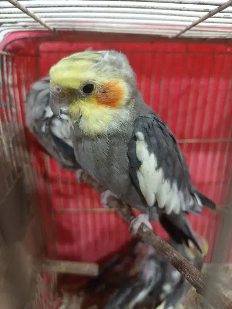 چهار عدد عروس هلندی سخنگو نرو ماده قیمت توافقی|پرنده|سراب, |دیوار