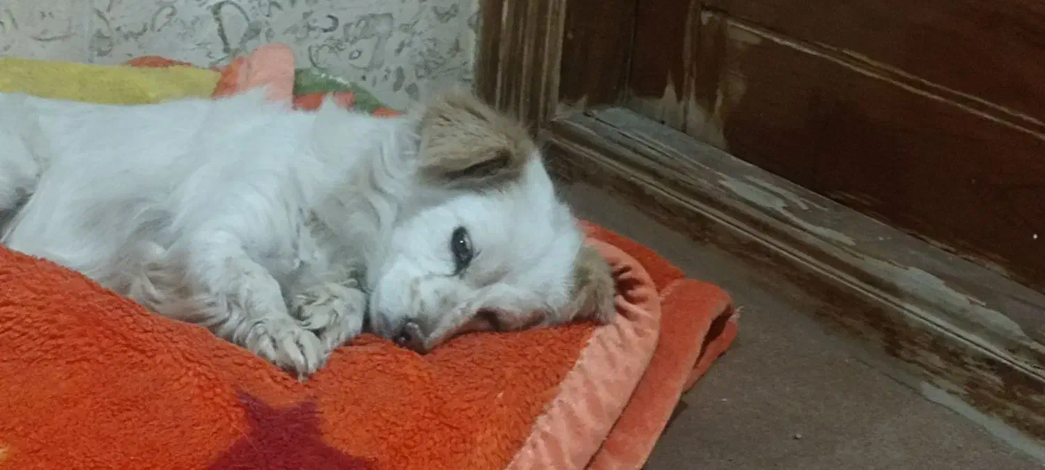 سگ گمشده|سگ|مبارکه, |دیوار