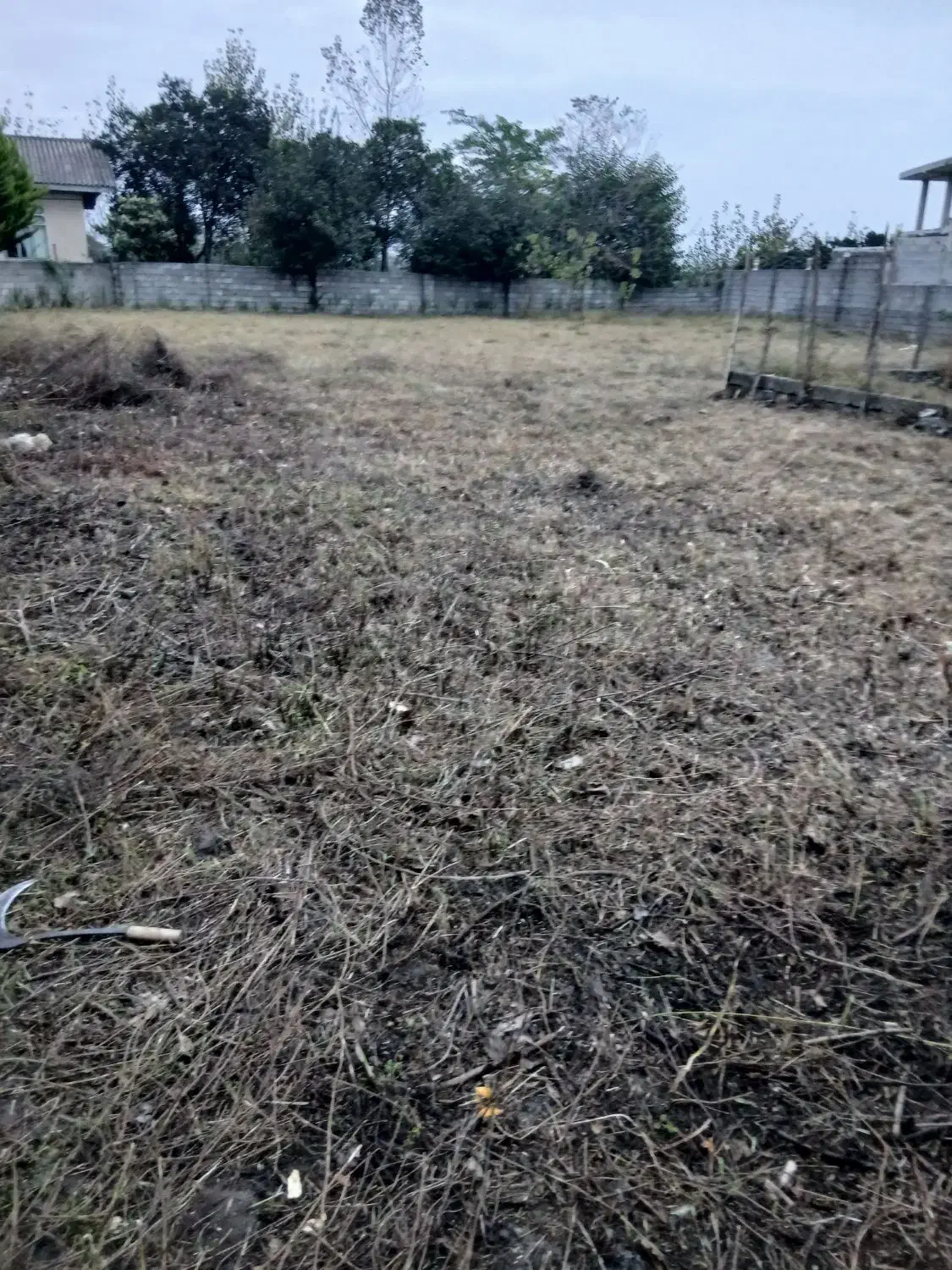 اجاره دادن ۸۰۰متر زمین شراکتی جهت کاشت باقیلا|اجارهٔ دفتر صنعتی، کشاورزی، تجاری|تالش, طولارود|دیوار