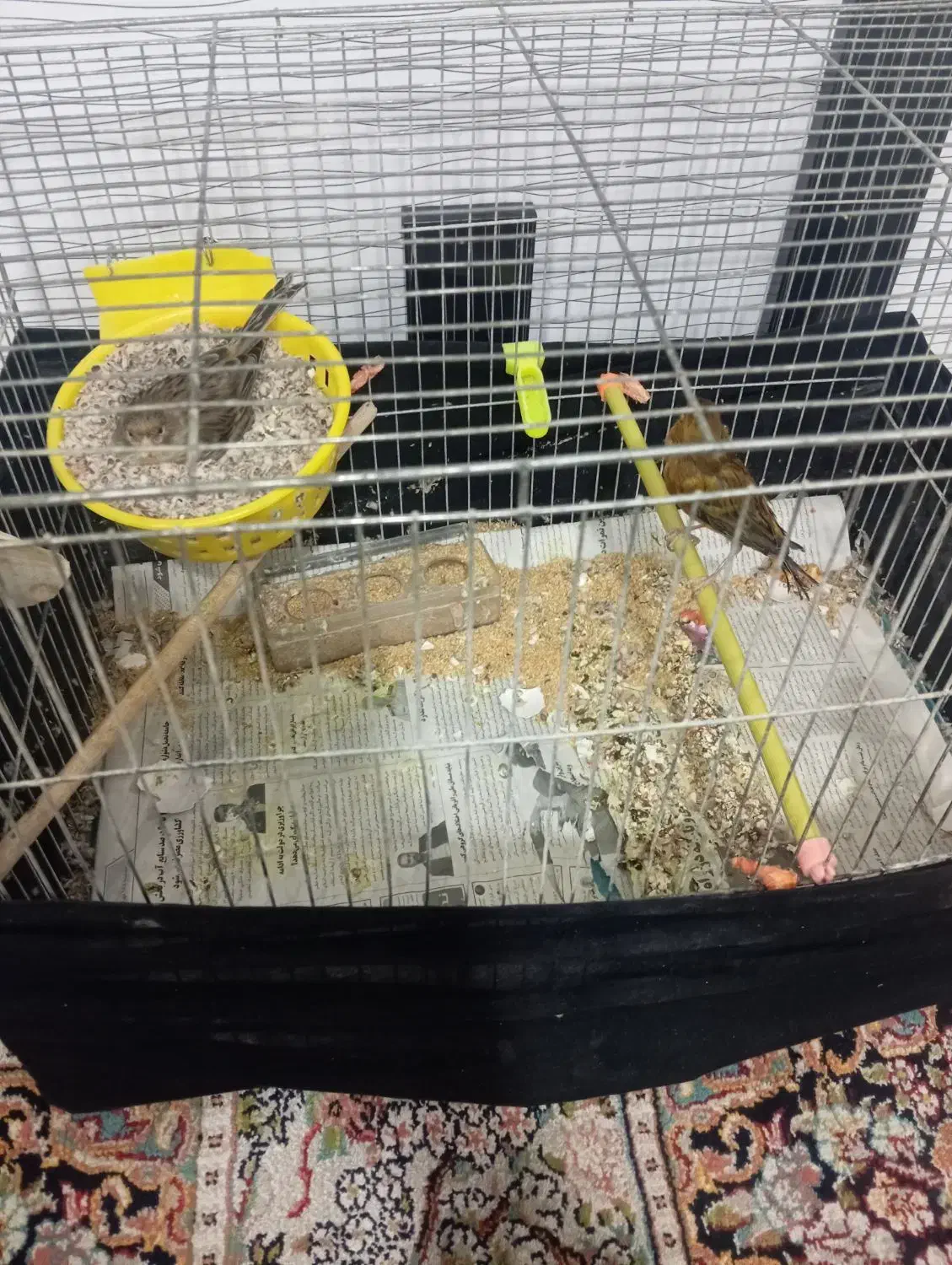 قناری با تخم|پرنده|بیرجند, |دیوار