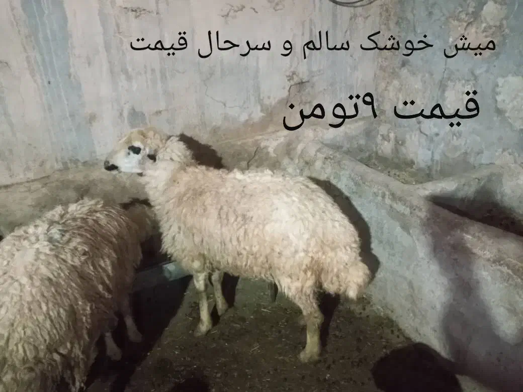 گوسفند|حیوانات مزرعه|لالی, |دیوار