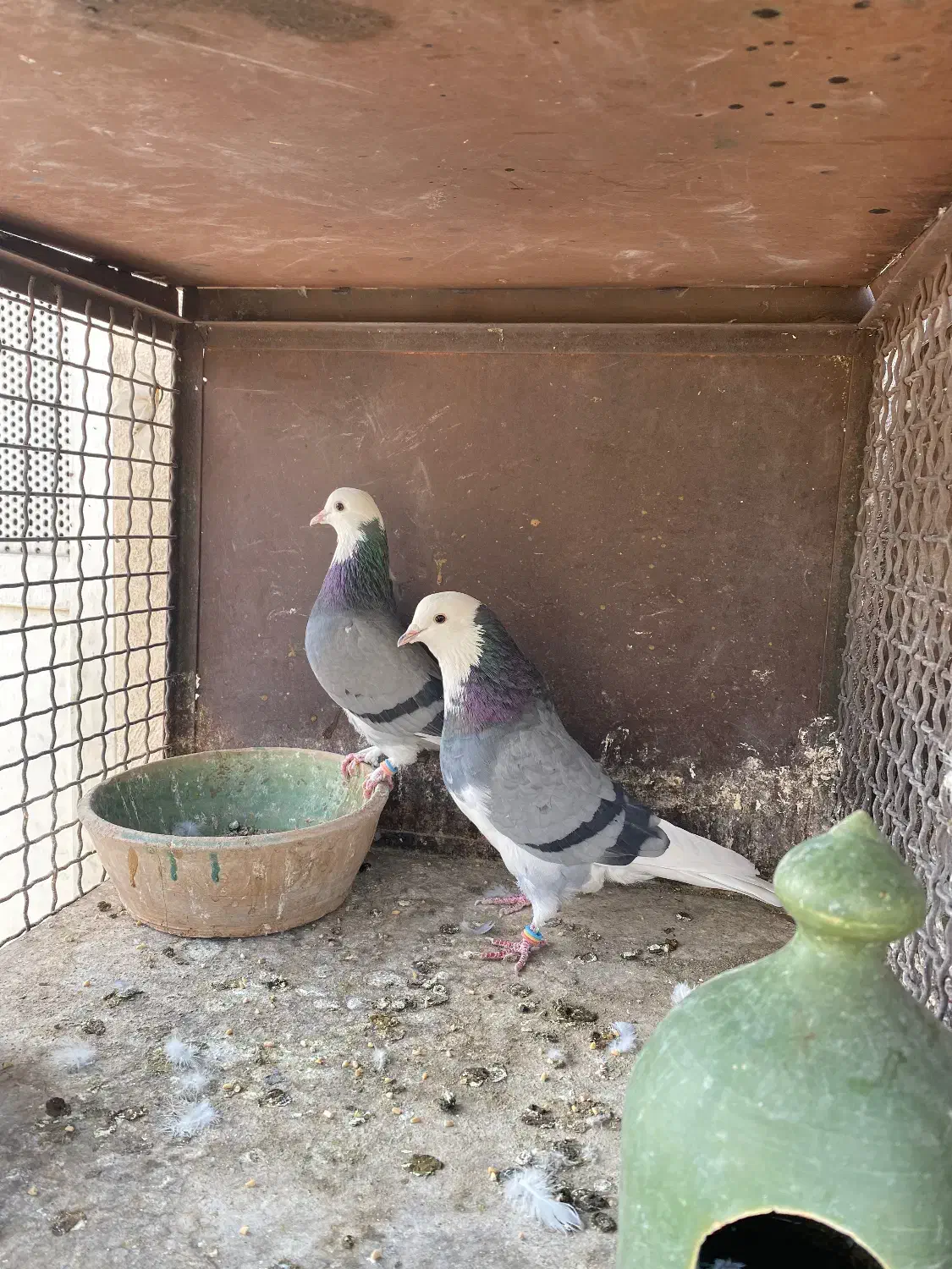 کبوتر پرشی|پرنده|تهران, باغ خزانه|دیوار