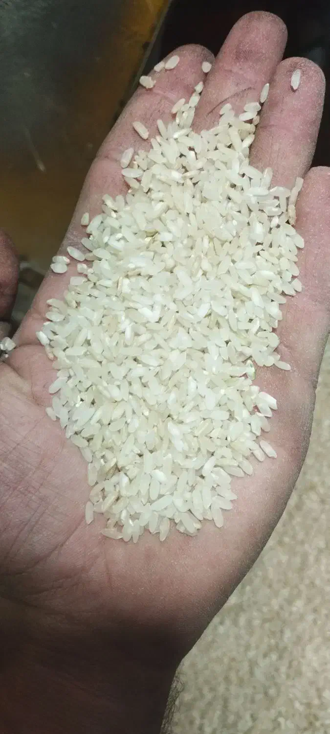 برنج ونیم دانه کامفیروزی و عنبربو درجهیک میخای بیا|خوردنی و آشامیدنی|شیراز, تندگویان|دیوار