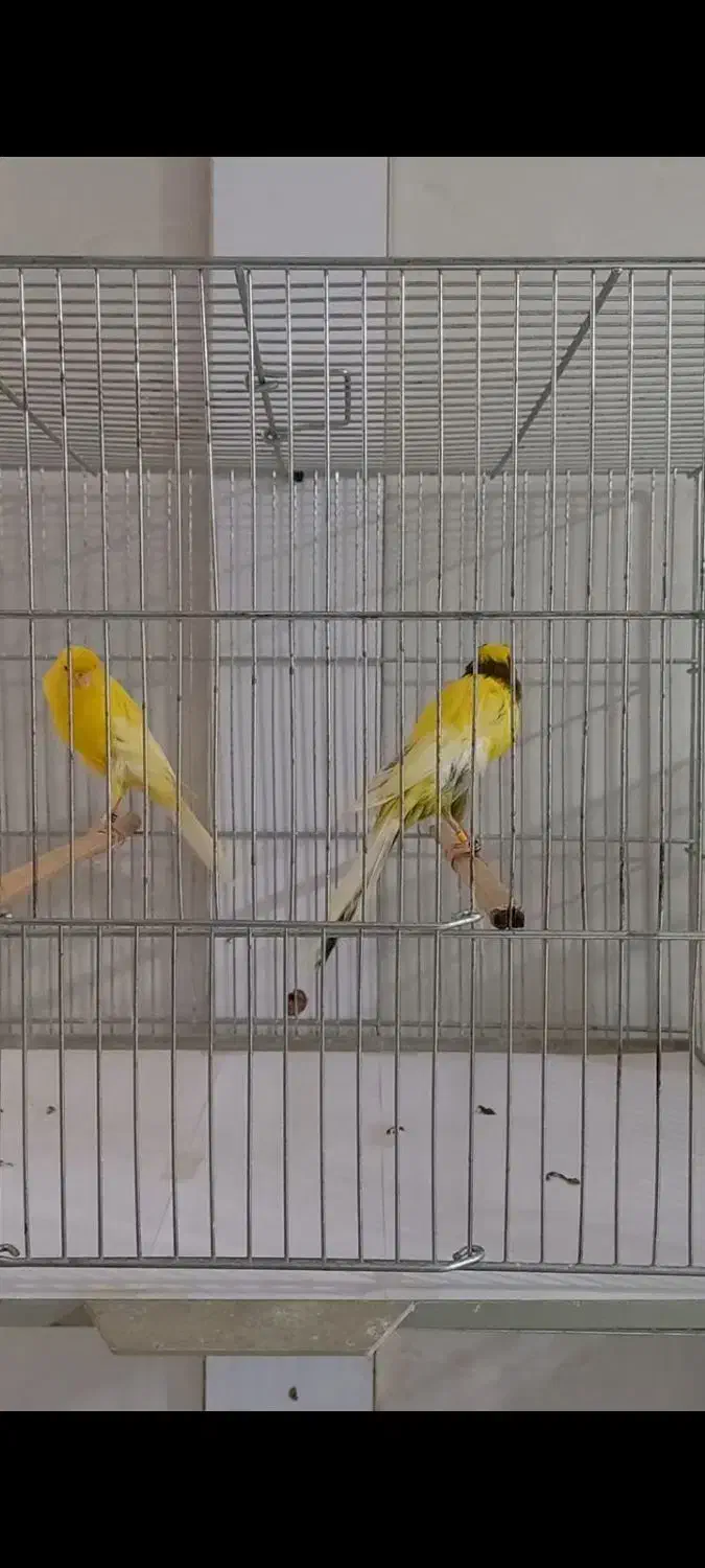 قناری رسمی سایز دار|پرنده|اصفهان, مصلی|دیوار