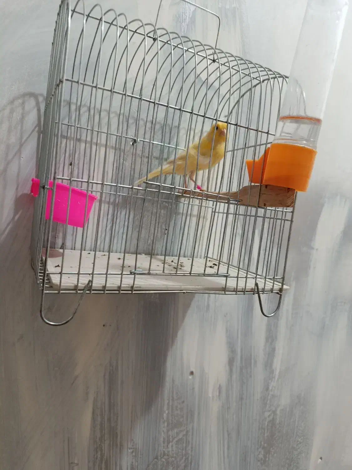 قناری ماده بشرط|پرنده|کارون, |دیوار