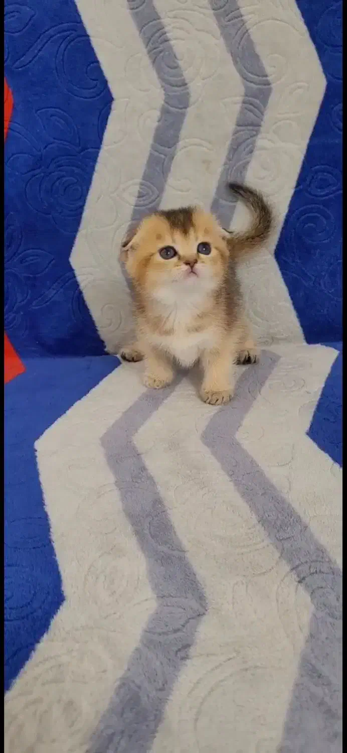 گربهای اصیل گلد و سیلورچین چیلا|گربه|تهران, تهرانسر مرکزی|دیوار