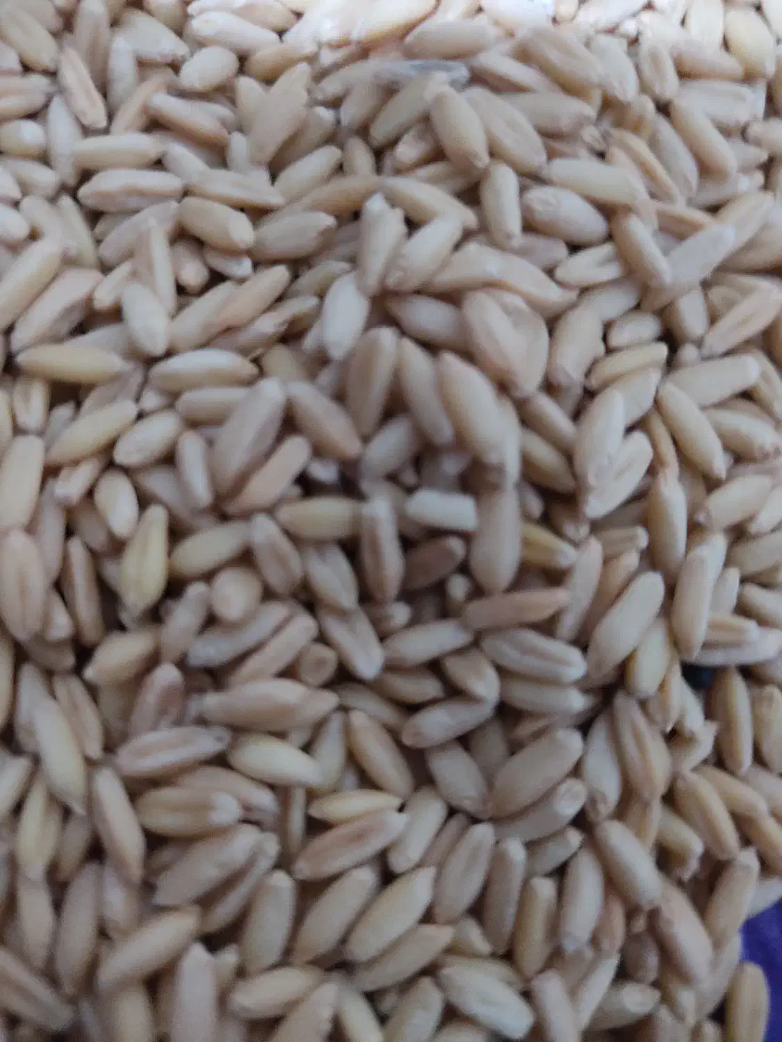 گندم صدرا بذری|عمده‌فروشی|شراء, |دیوار