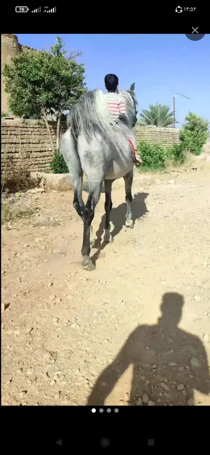 اسب نریان ومادیان|اسب و تجهیزات اسب‌سواری|کازرون, |دیوار