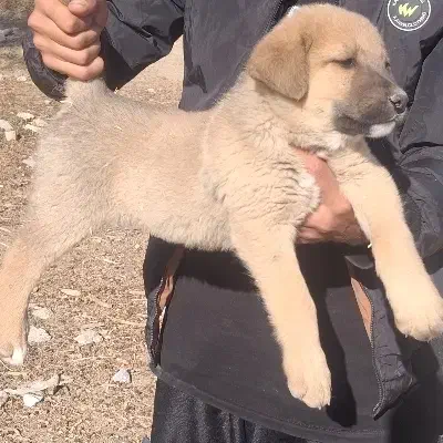 سگ سرابی اصیل|سگ|بیستون, |دیوار