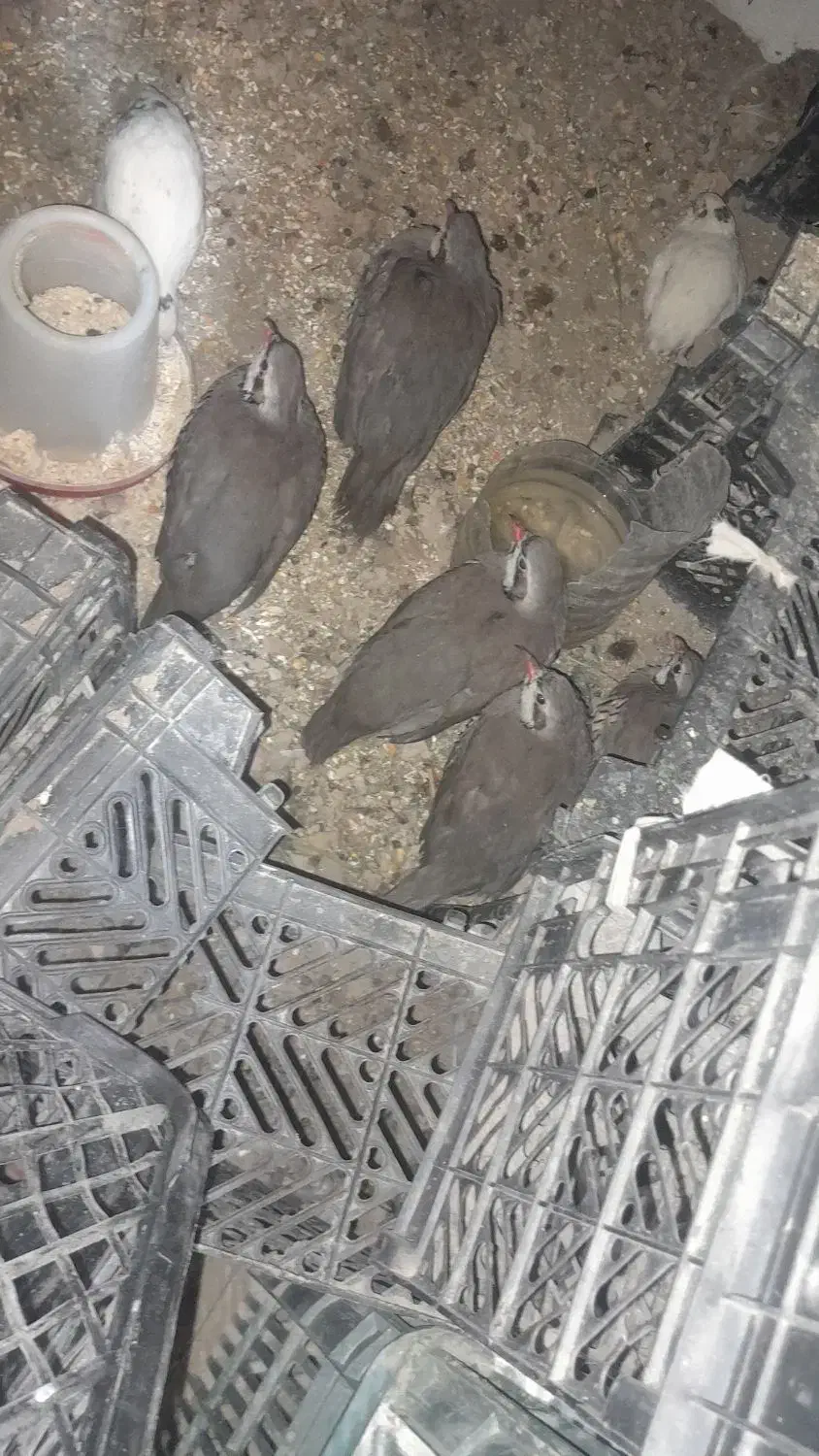 مرغ محلی|پرنده|دشتیاری, |دیوار