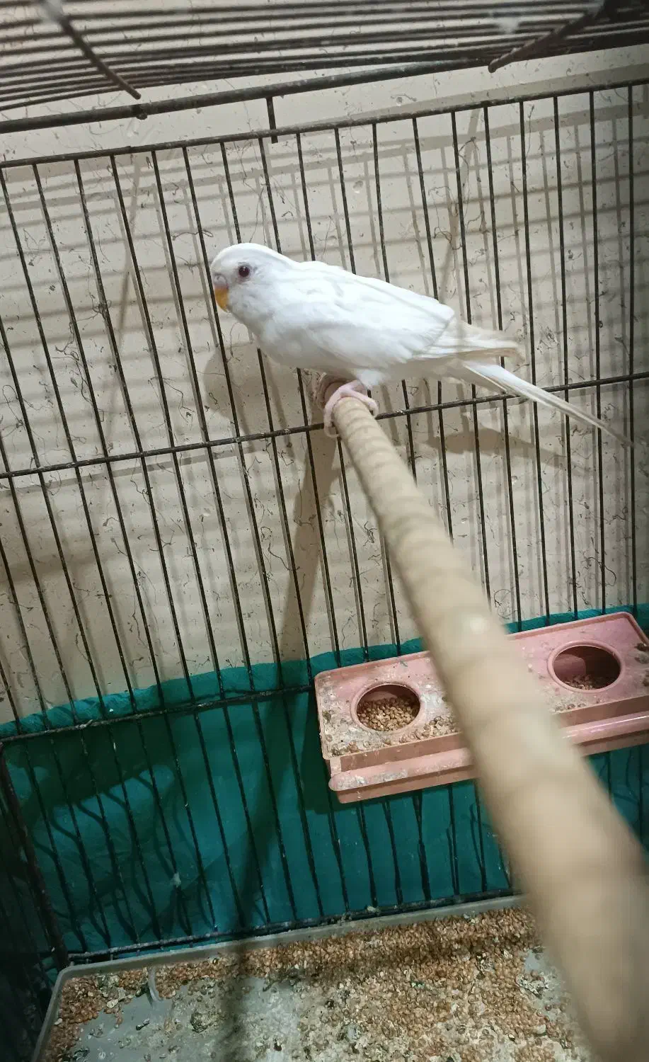 مرغ عشق|پرنده|مسجد سلیمان, |دیوار