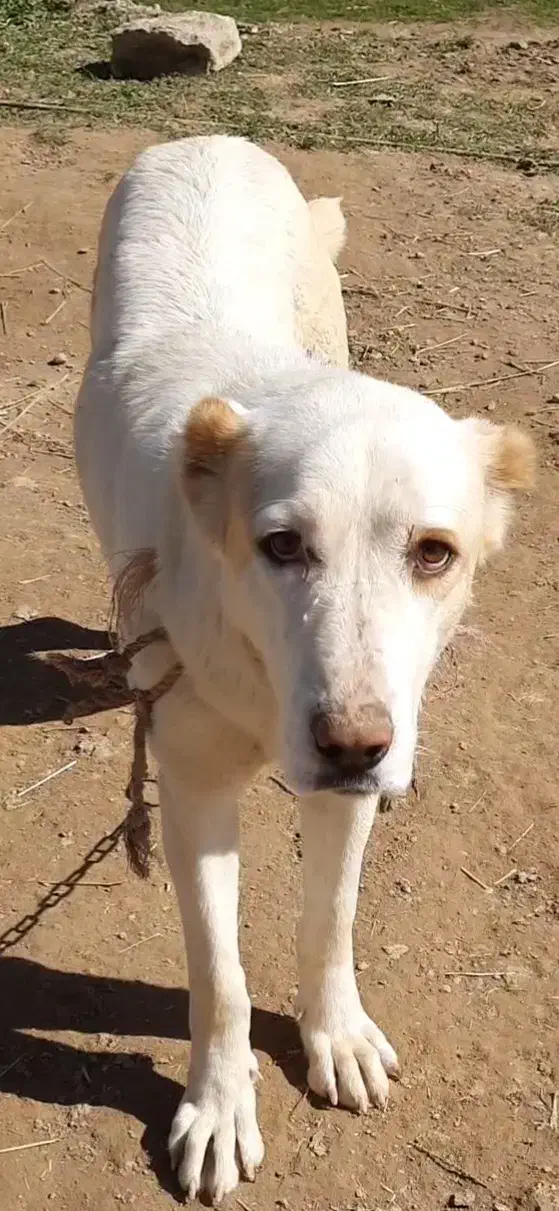 واگذاری ماده آلابای|سگ|گنبد کاووس, |دیوار