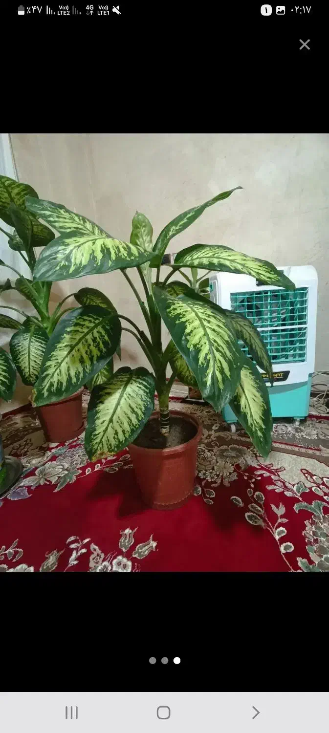 گل دیفن باخیا|گل و گیاه طبیعی|سراجو, |دیوار