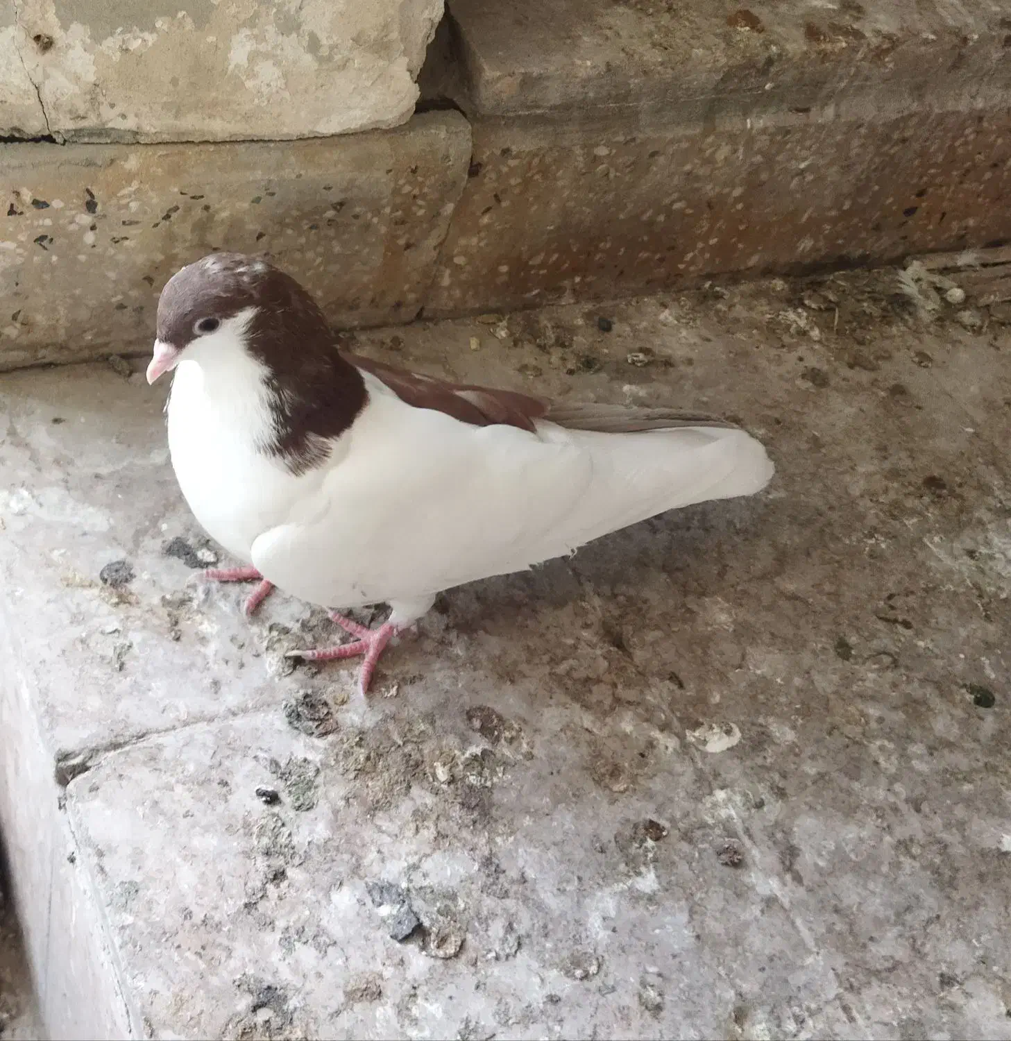 کبوتر راست سرخ|پرنده|اهواز, ۳۰ متری|دیوار