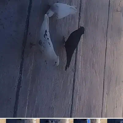 کبوتر پشت دار باخت رفته|پرنده|کرج, خرمدشت|دیوار