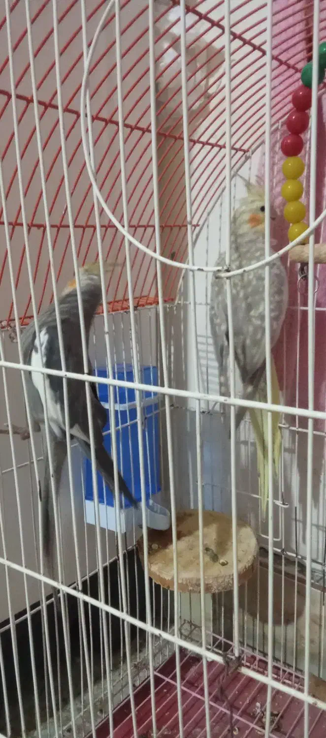 یک جفت عروس هلندی|پرنده|شیروان (خراسان), |دیوار