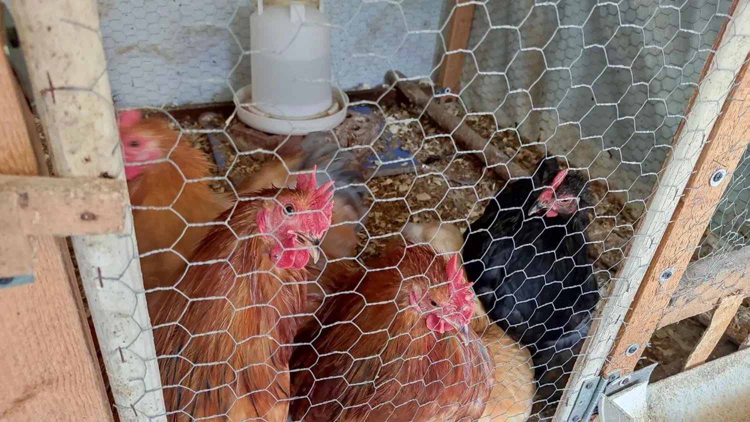 خروس کوشین بالغ (اصل)|حیوانات مزرعه|آمل, |دیوار