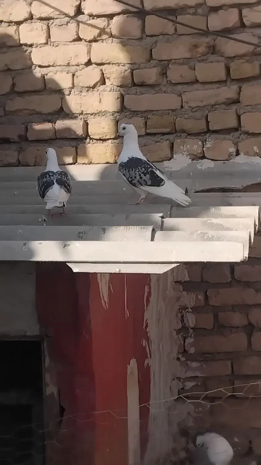 کفتر پستی|پرنده|رضویه, |دیوار