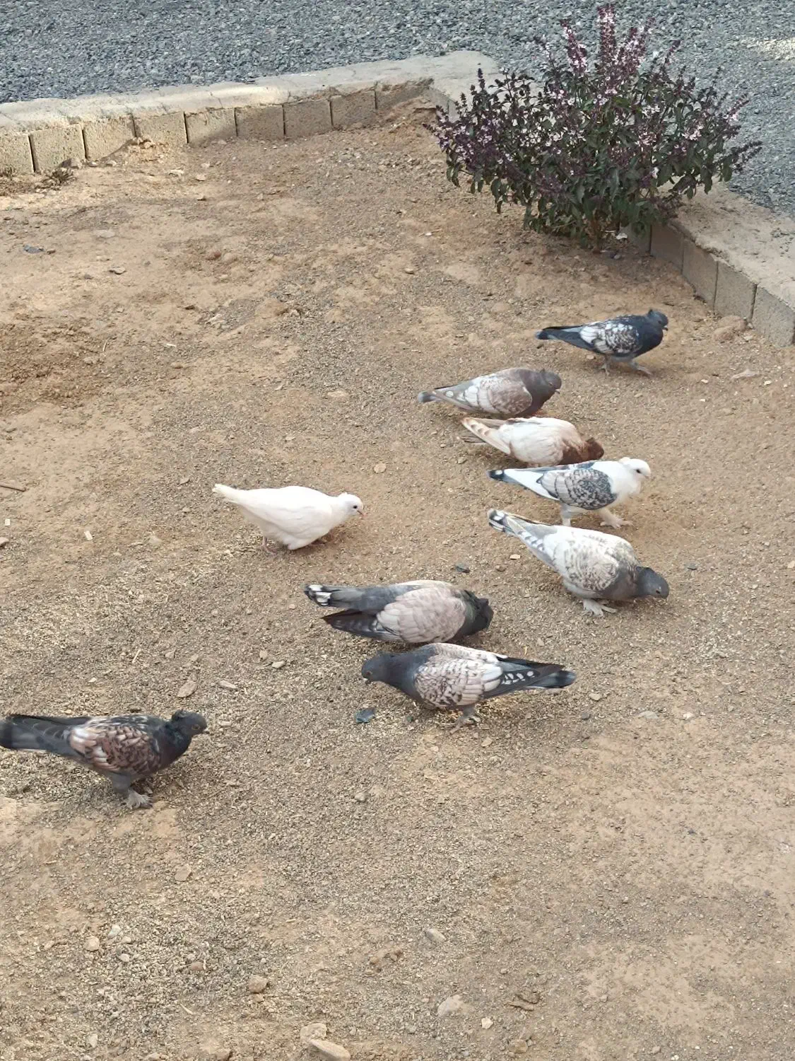 کبوتر طاووسی ساتن زینتی نقش جوجه|پرنده|اصفهان, کشاورزی|دیوار