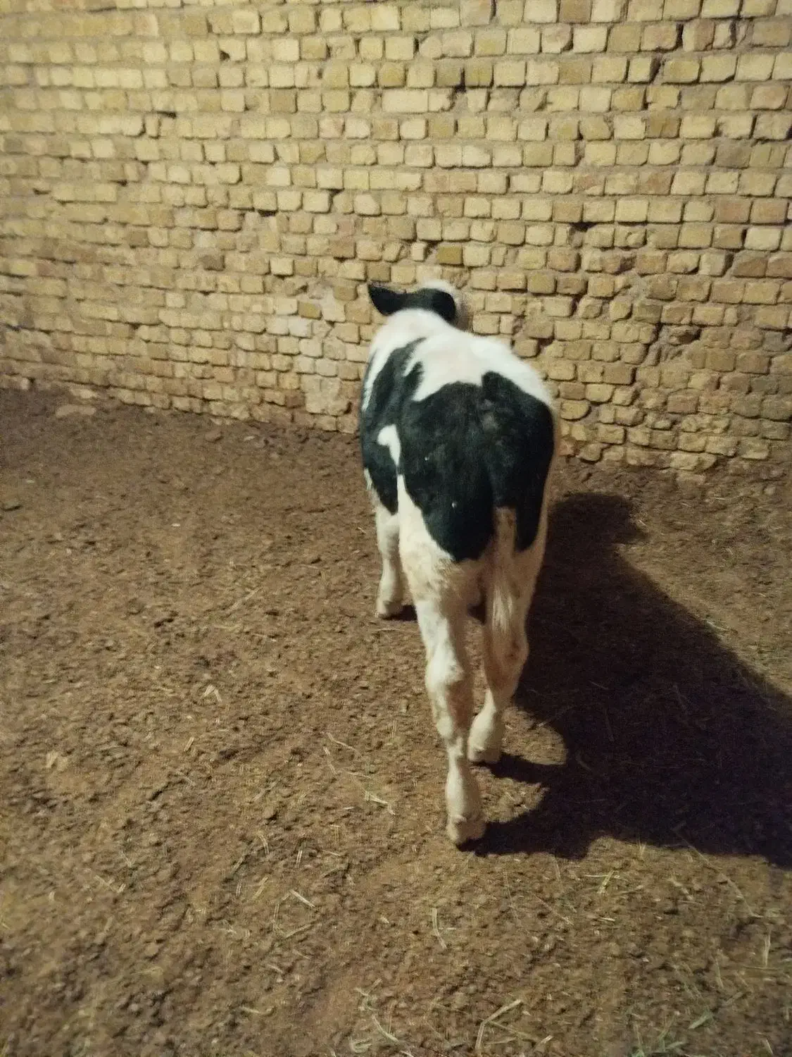 گاو گوساله سیمینتال معاوضه با پراید|حیوانات مزرعه|دشتابی, |دیوار