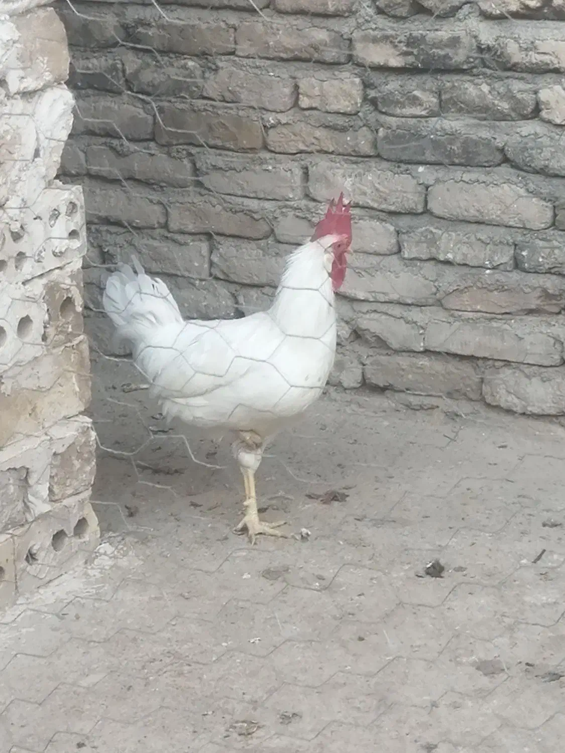 خروس سفید|حیوانات مزرعه|مشهد, شهید شهریاری|دیوار