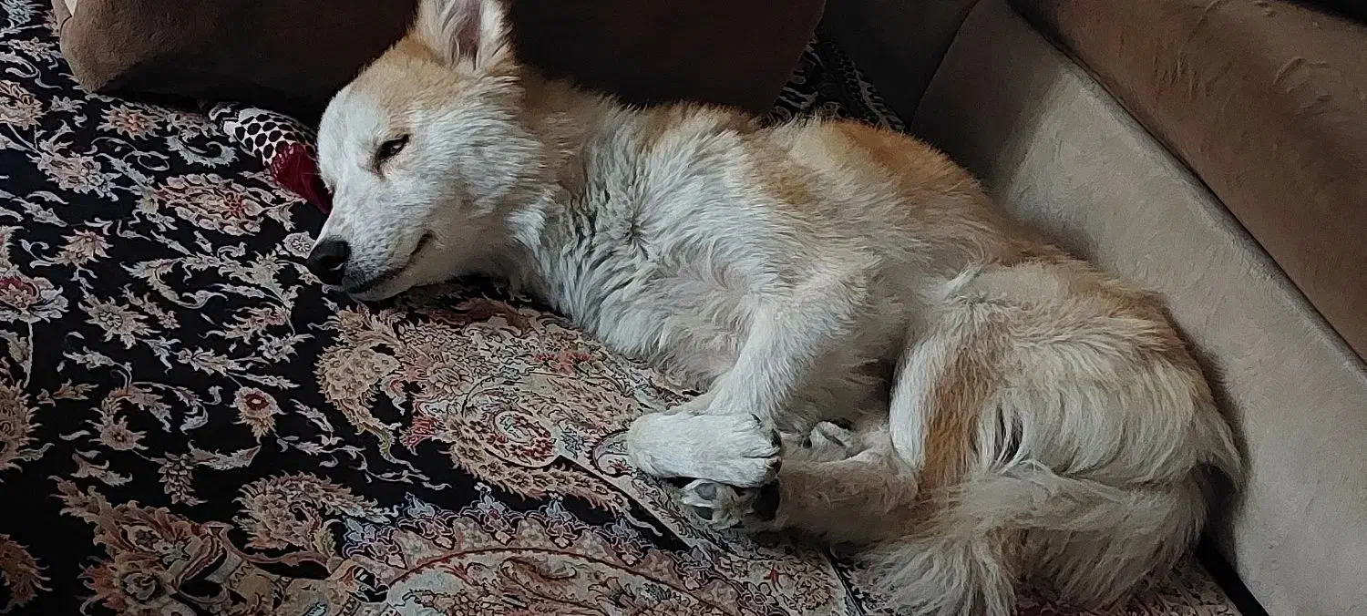 سگ پیدا شده|حیوانات|آمل, |دیوار