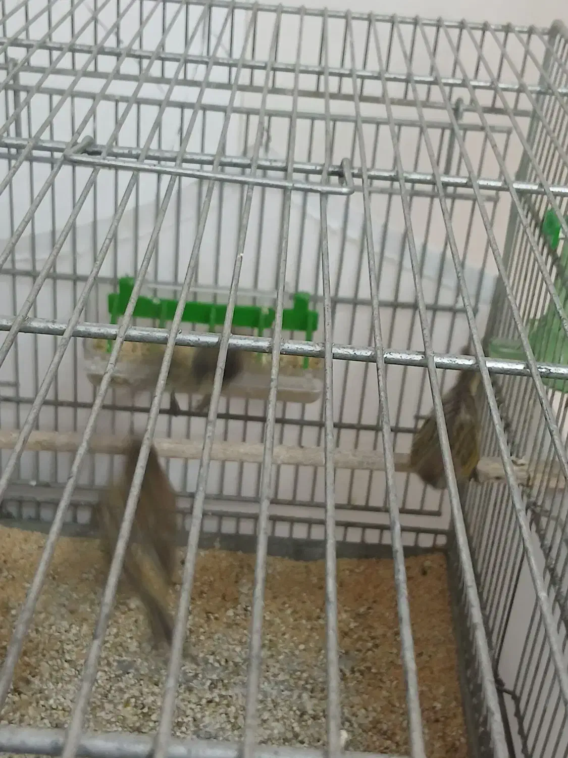 گلبسر نر|پرنده|نسیمشهر, |دیوار