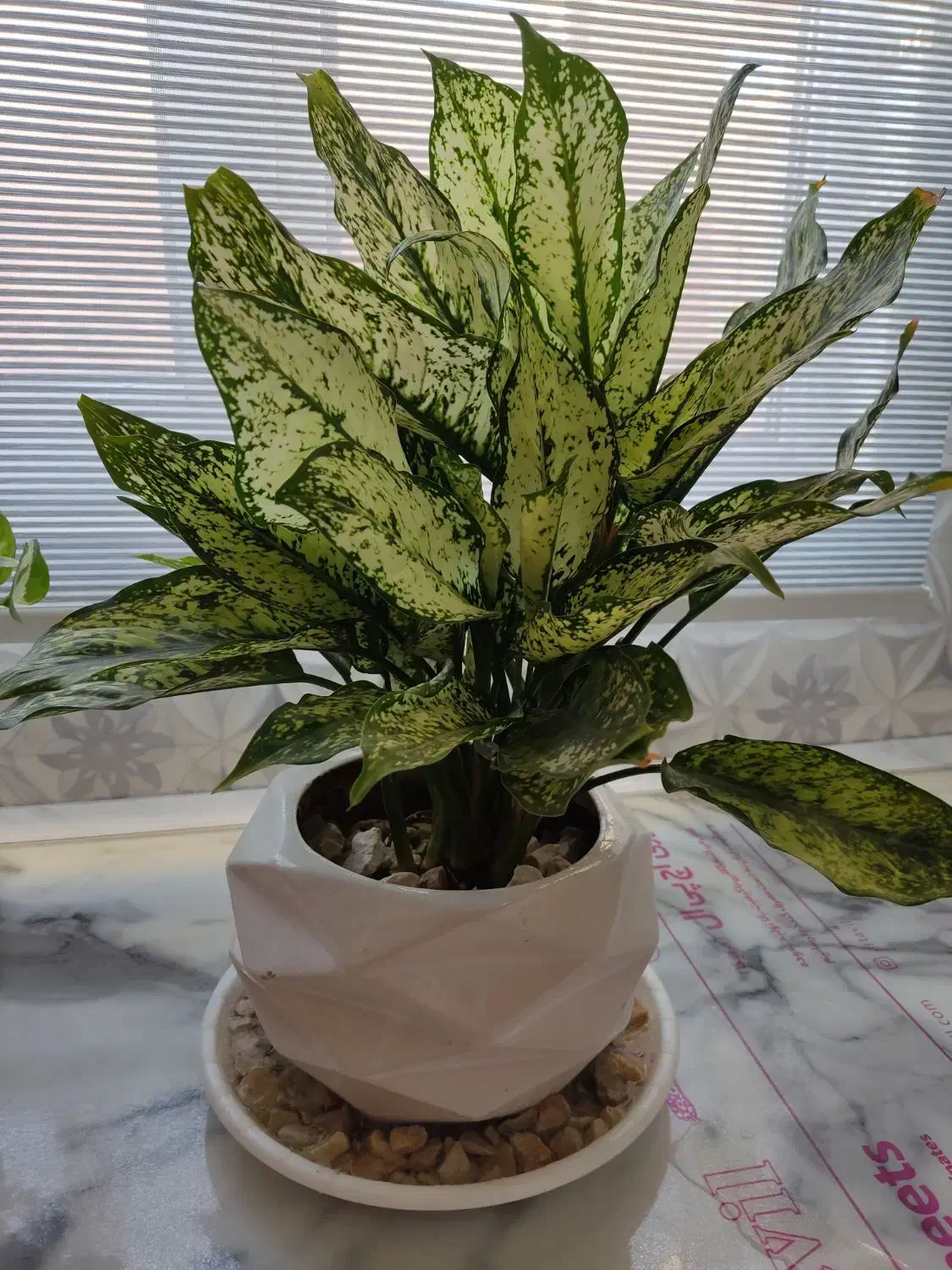 گل طبیعی|گل و گیاه طبیعی|نظرآباد, رسالت|دیوار