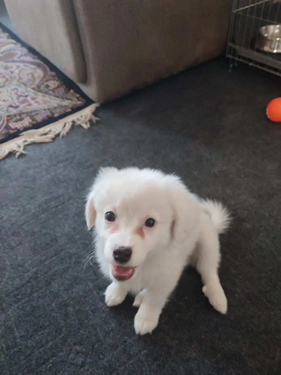 واگذاری|سگ|شیراز, شاپورجان|دیوار