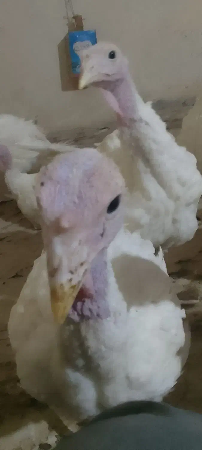 بوقلمون بیوتی|حیوانات مزرعه|همدان, |دیوار