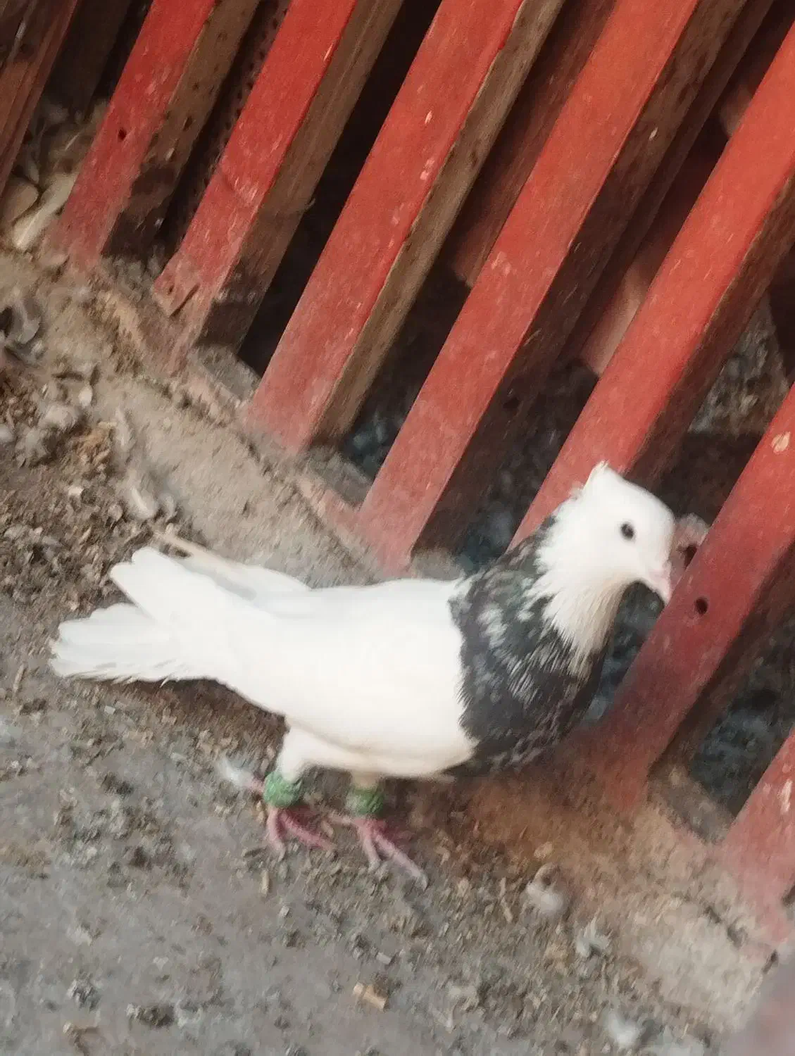 کفتر کبوتر طوقی|پرنده|اهواز, شریعتی جنوبی|دیوار