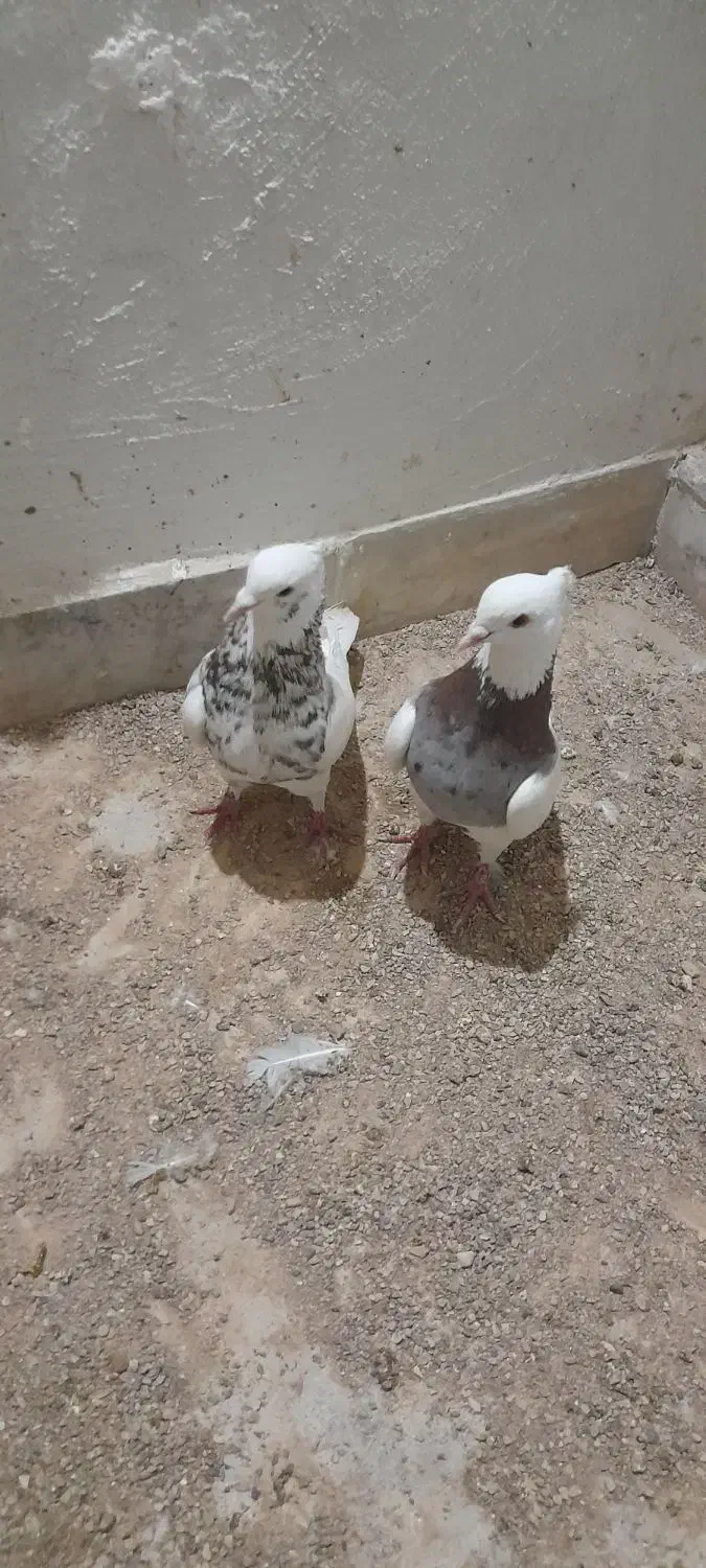 بدلیجات|بدلیجات|فسا, |دیوار