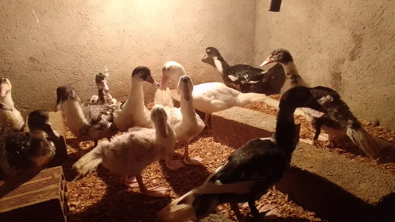 اوردک خارجی|حیوانات مزرعه|بندر گز, |دیوار