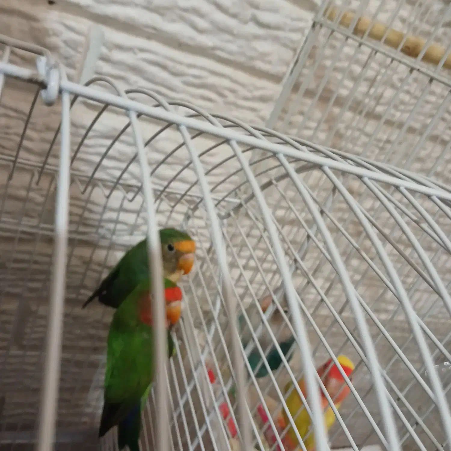 طوطی برزیلی|پرنده|رشت, سعدی (تختی)|دیوار