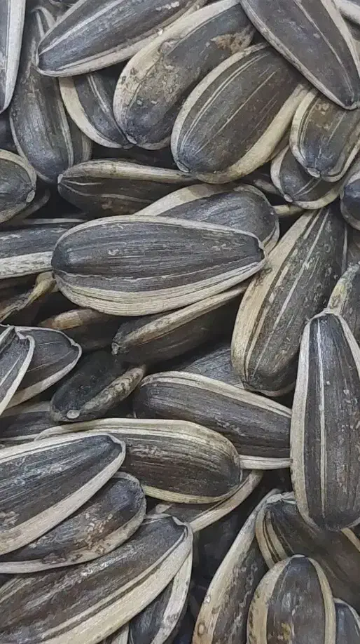 تخمه خام پاک شده درجه1|خوردنی و آشامیدنی|داراب, |دیوار