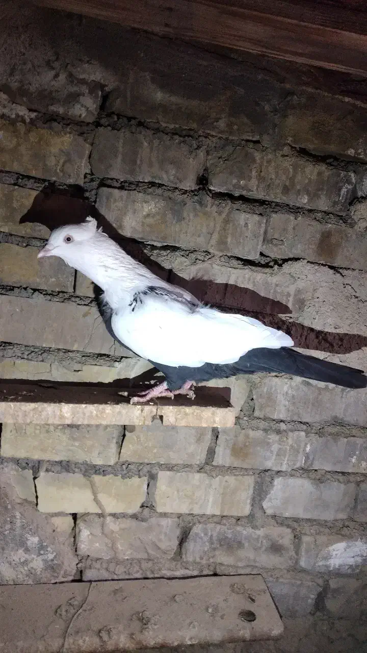 فروش کبوتر رنگی|پرنده|باوی, |دیوار