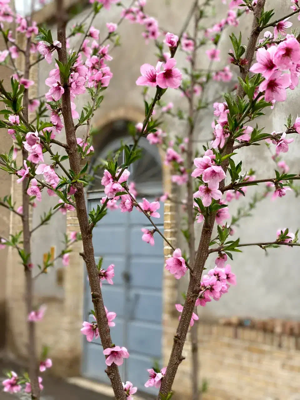 استخدام در رستوران|استخدام خدمات فروشگاه و رستوران|رشت, لاکان|دیوار