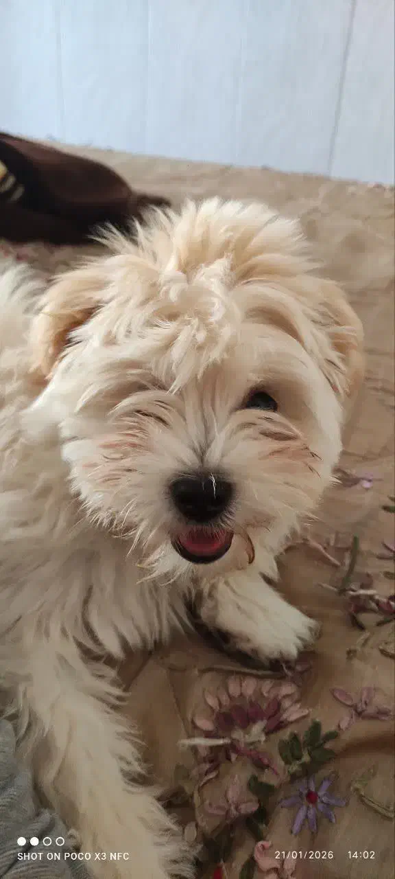 سگ شیتزو|سگ|یزد, |دیوار