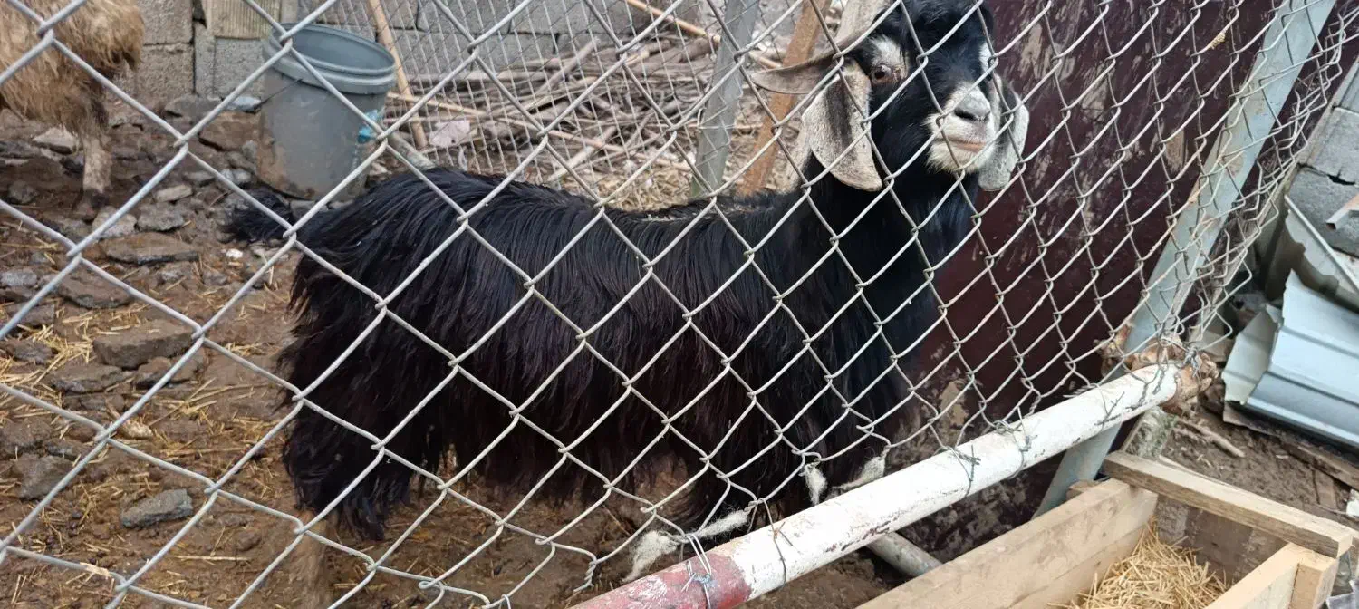 بز بزغاله|حیوانات مزرعه|رشت, حافظ آباد|دیوار