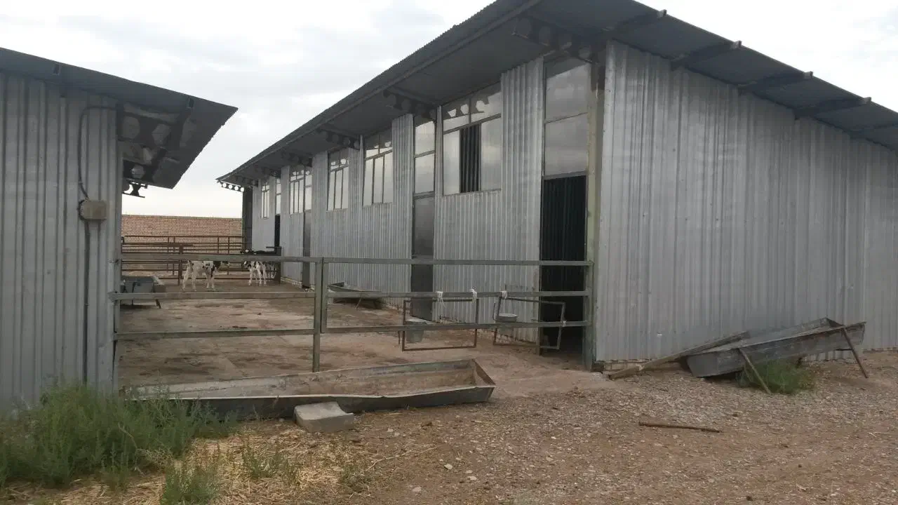 گاوداری 100 راسی شیری|فروش دفتر صنعتی، کشاورزی، تجاری|مشهد, شهرآباد|دیوار