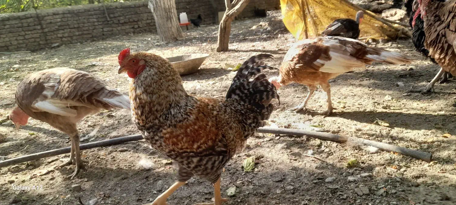 خروس پاپر گلین درجه ۱|حیوانات مزرعه|لواسان, |دیوار