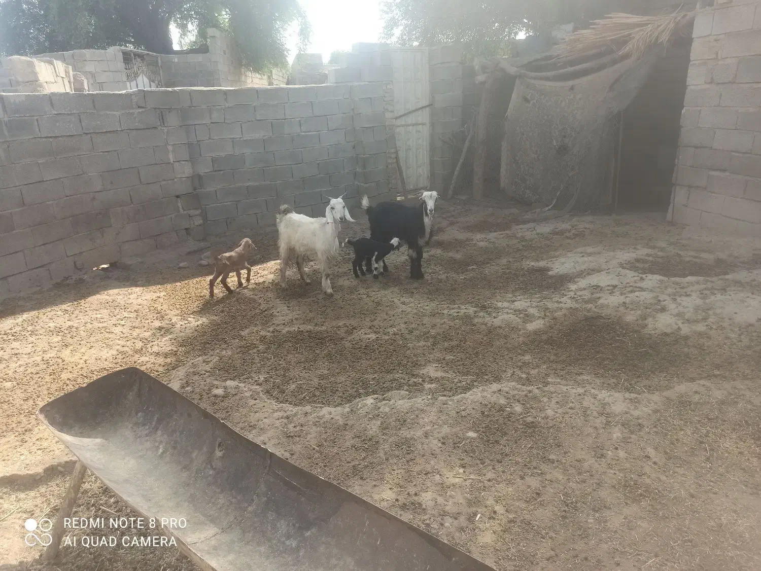 دوتابزه جوان زایمان کردن|حیوانات مزرعه|دیشموک, |دیوار