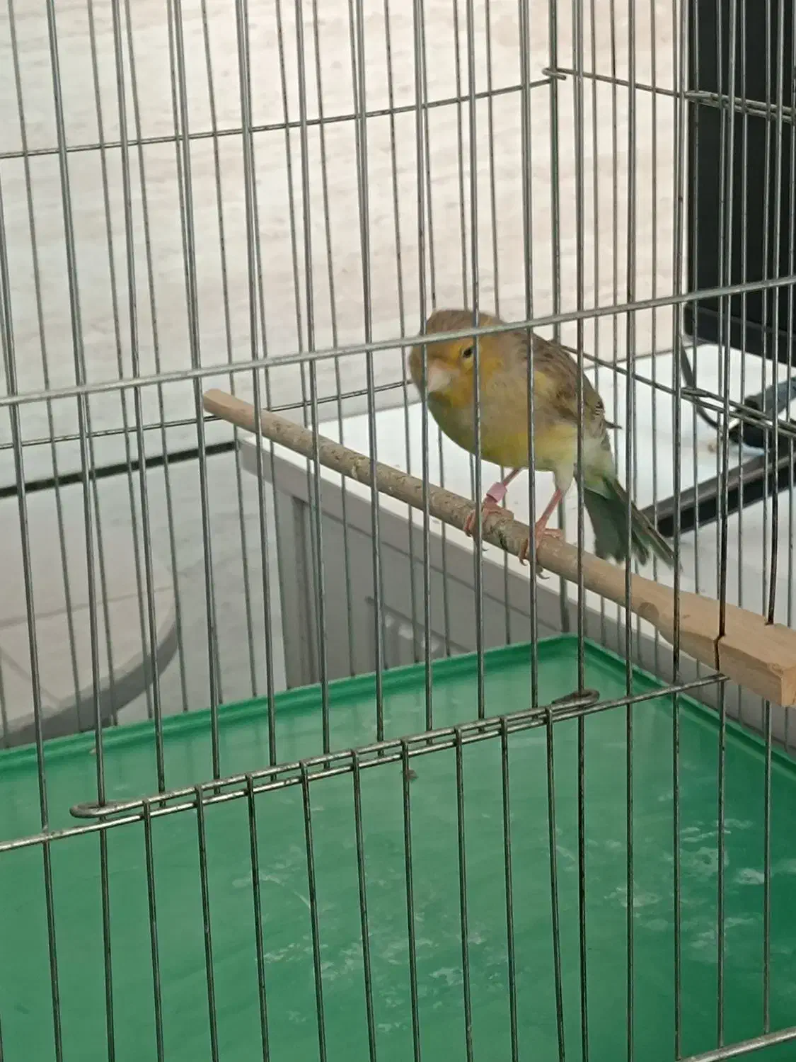 قناری ماده آماده|پرنده|شیراز, کوشک میدان|دیوار