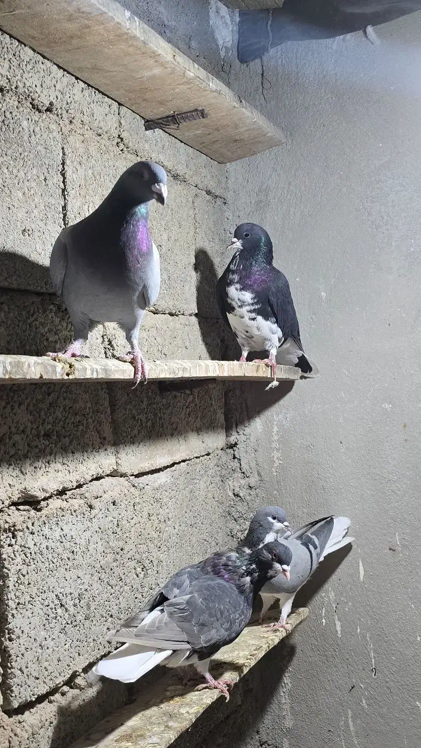 تعدادی شهری و پلاکی|پرنده|کازرون, |دیوار