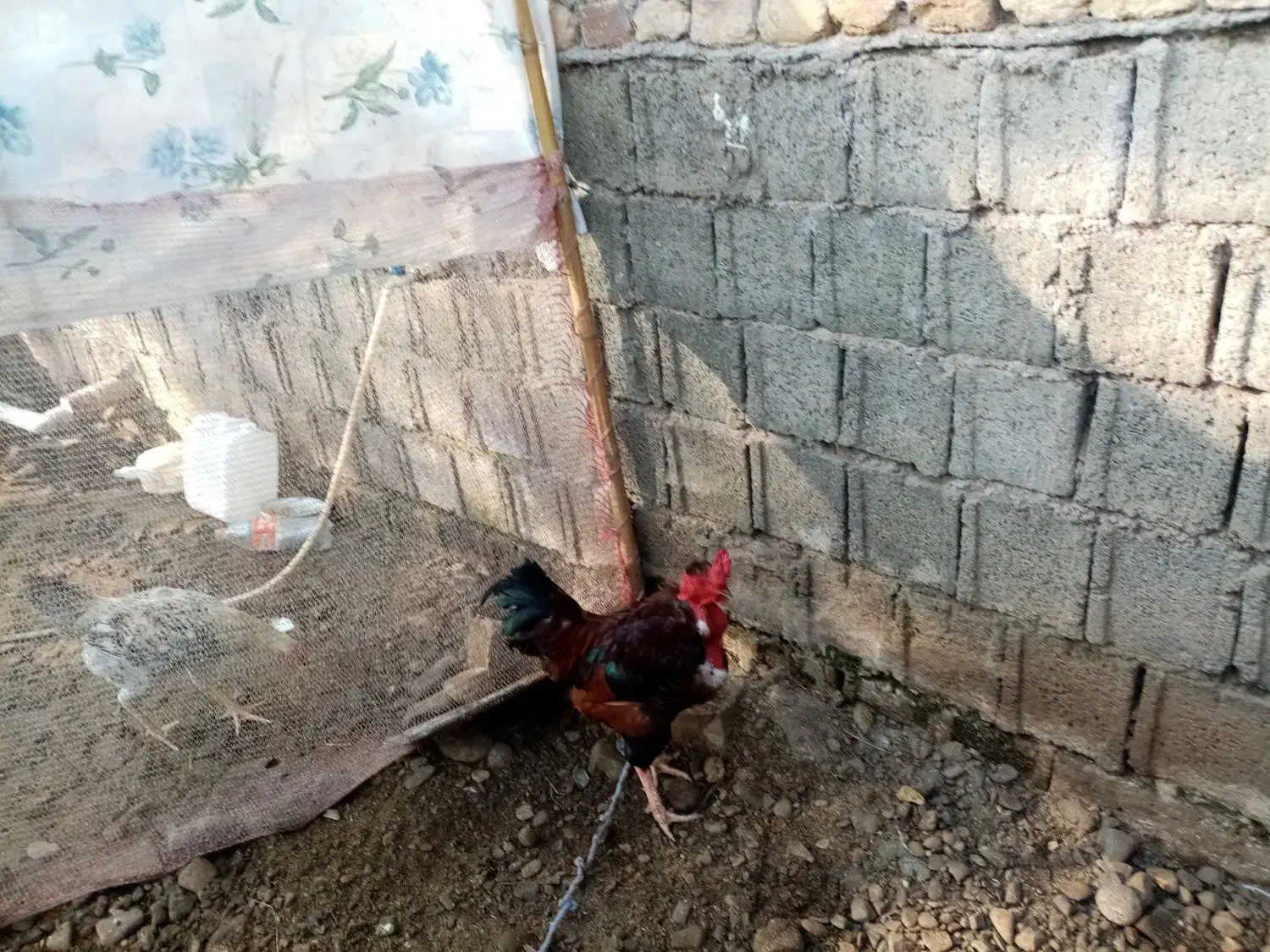 خروس گردن لختی|حیوانات مزرعه|لاهیجان, آهندان|دیوار