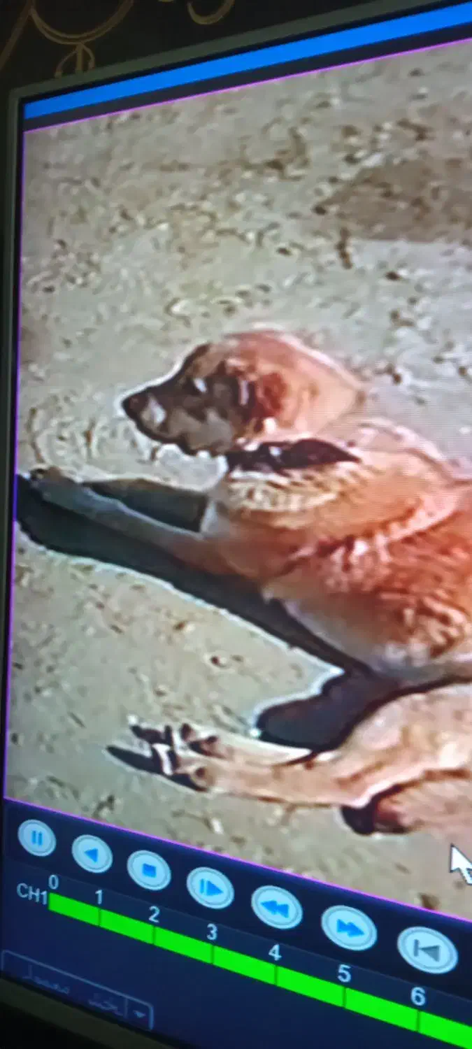 سگ گمشده بامژدگانی|حیوانات|اسدآباد, |دیوار